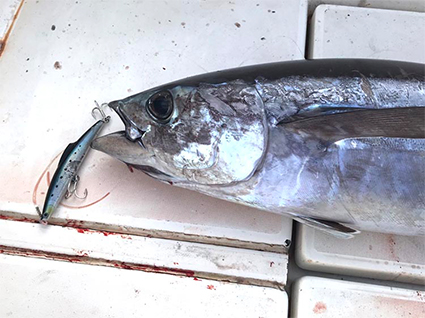 三重県 C艇さん22021年2月,トンボ16kg　尾鷲沖