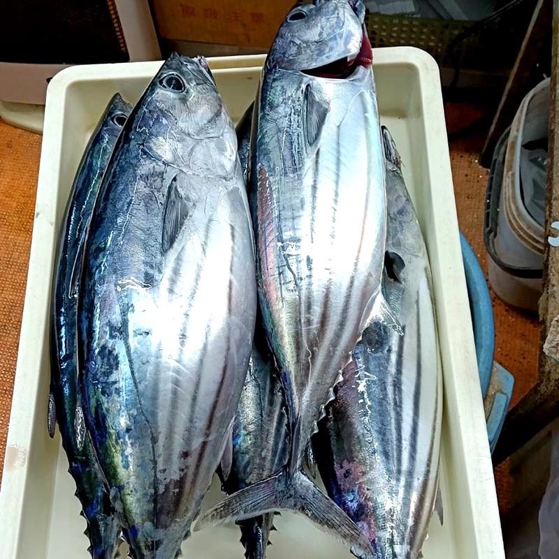 どこにもカツオ